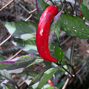 Purple Tiger x Jalapeno - Seeds - The Pepper Pantry (Formerly Marie Sharp's)
